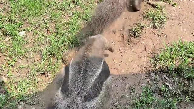 anteaters