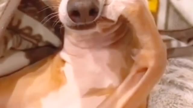 Best funny animal videos of 2022,try not to laugh