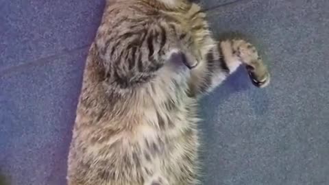 NO THE CAT IS NOT FAT😭😭