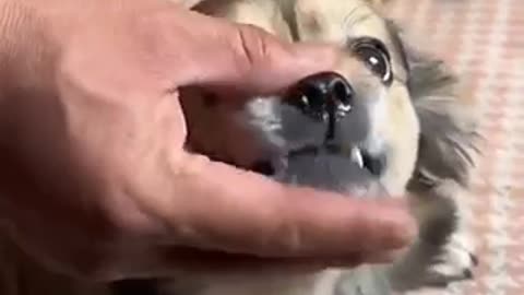 Amazing dogs 🐶 trending video