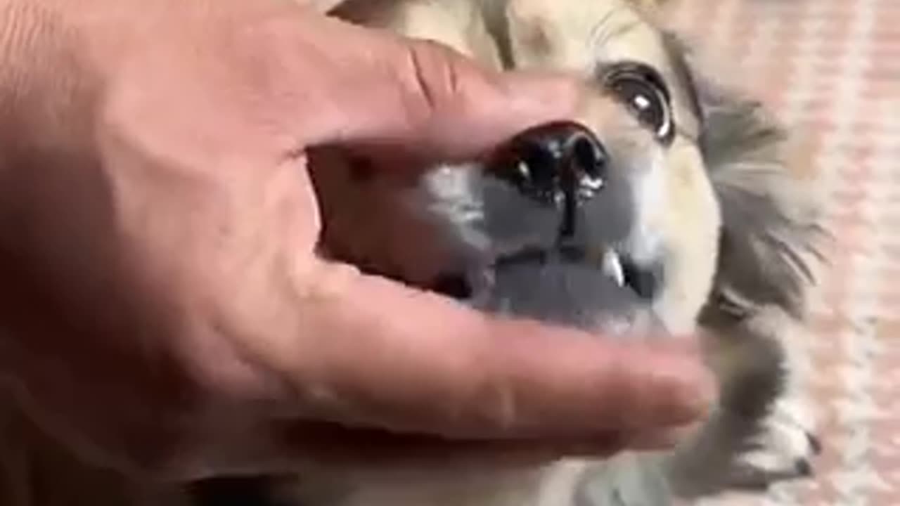 Amazing dogs 🐶 trending video