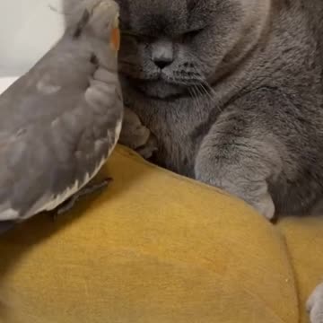 Who doesn’t like such a cute kitten?