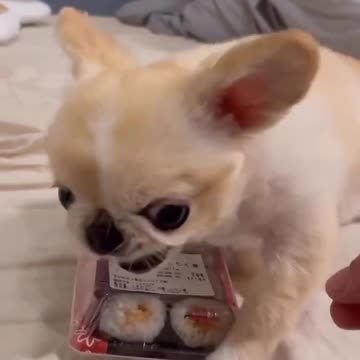 funny animals cute pets viral videoanimals lol moments #animalsshorts #shorts #animalspets #viral