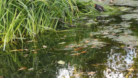 Wild Ducks Paddling In The Park Water Pond