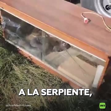 Encuentran pitón de tres metros en un bosque cerca de Moscú