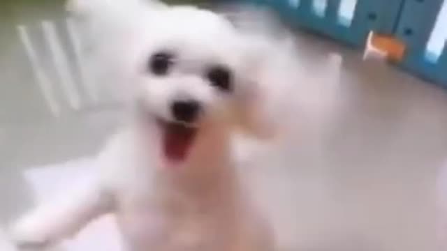 Best Funny Dogs -Funny video-Try not to laugh #Shorts