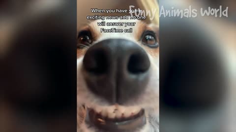 FUNNY ANIMAL VIDEO