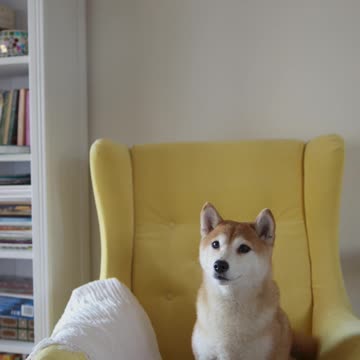 A dog that plays with