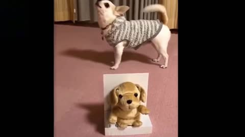 Dog Howling with Teddy toys. Dog funny video. Dog Entertaining video