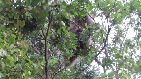 Porcupine eating willow leaves