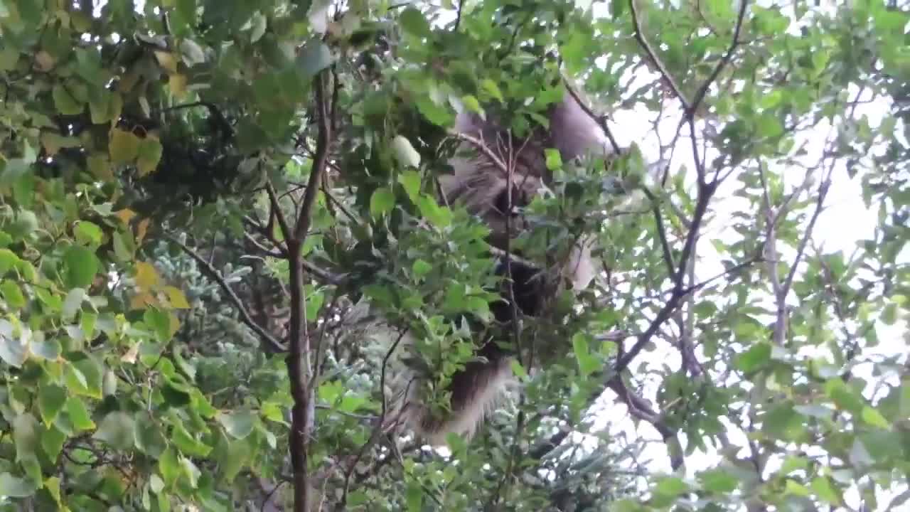 Porcupine eating willow leaves