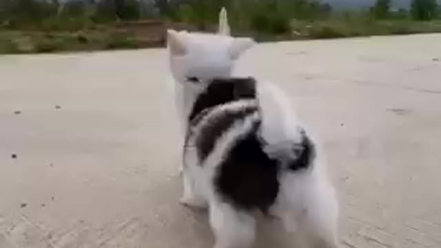 Magnifique petit chien