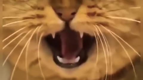 Funny cat videos, cute animals: funny cats