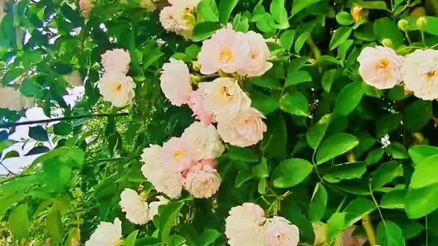 Beautiful flower wall