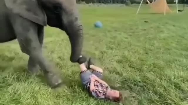 Elephant playing football with his master