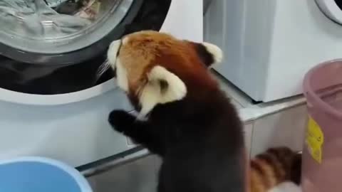 Red Panda