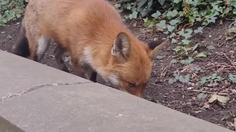 Sneaky fox