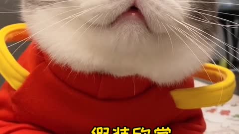 Cute and Funny Cat Videos/ smile cats