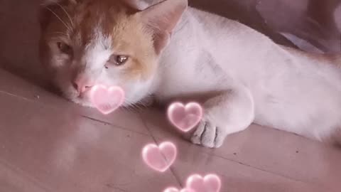 Cute cat | Cat video