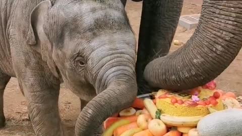 Mother elephant and baby elephant