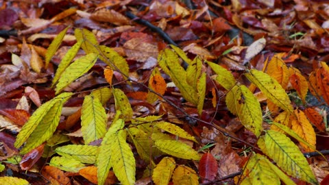 The leaves in the autumn forest are wet with rain.