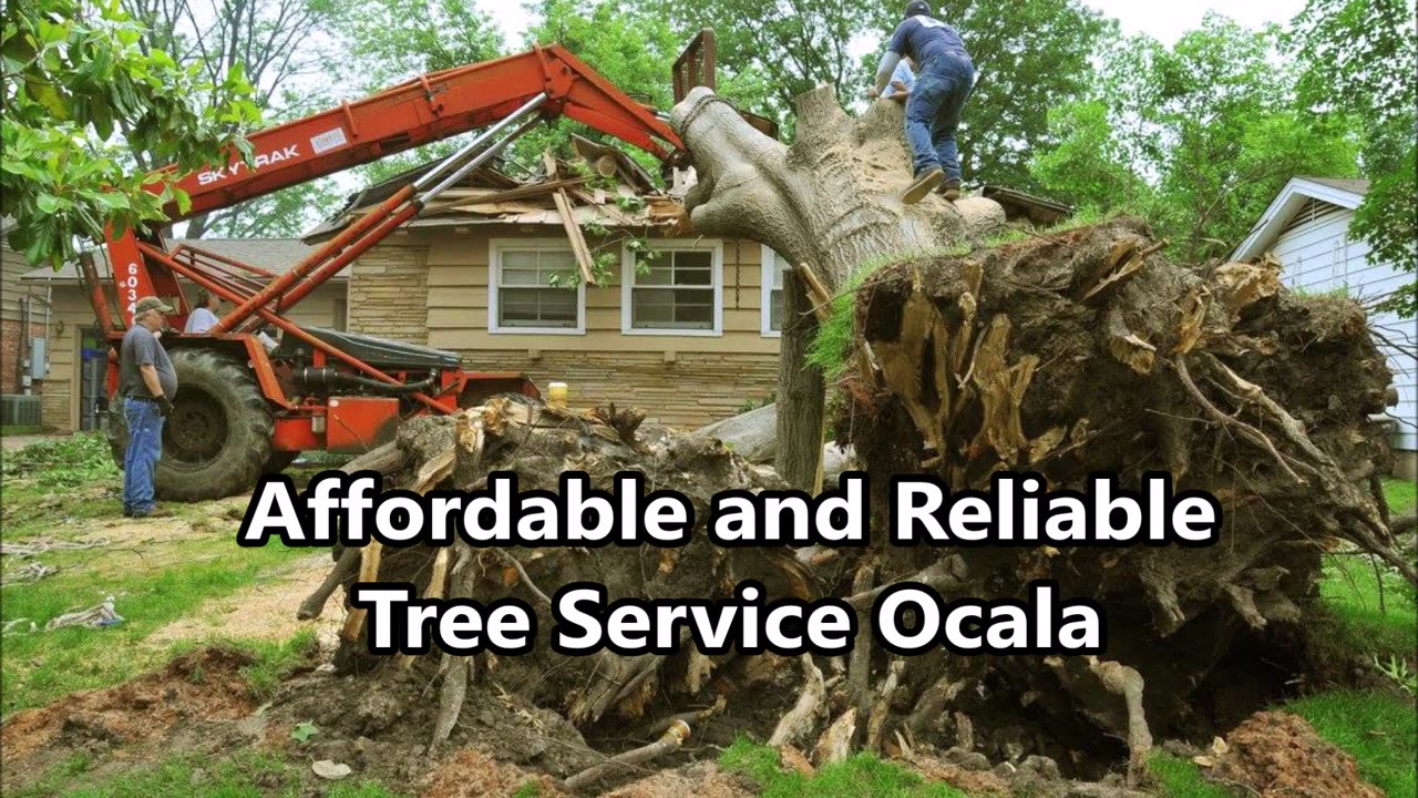 Affordable and Reliable Tree Service Ocala