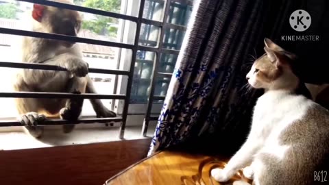 Cat vs Monkey hit and caught neck each other,viral,