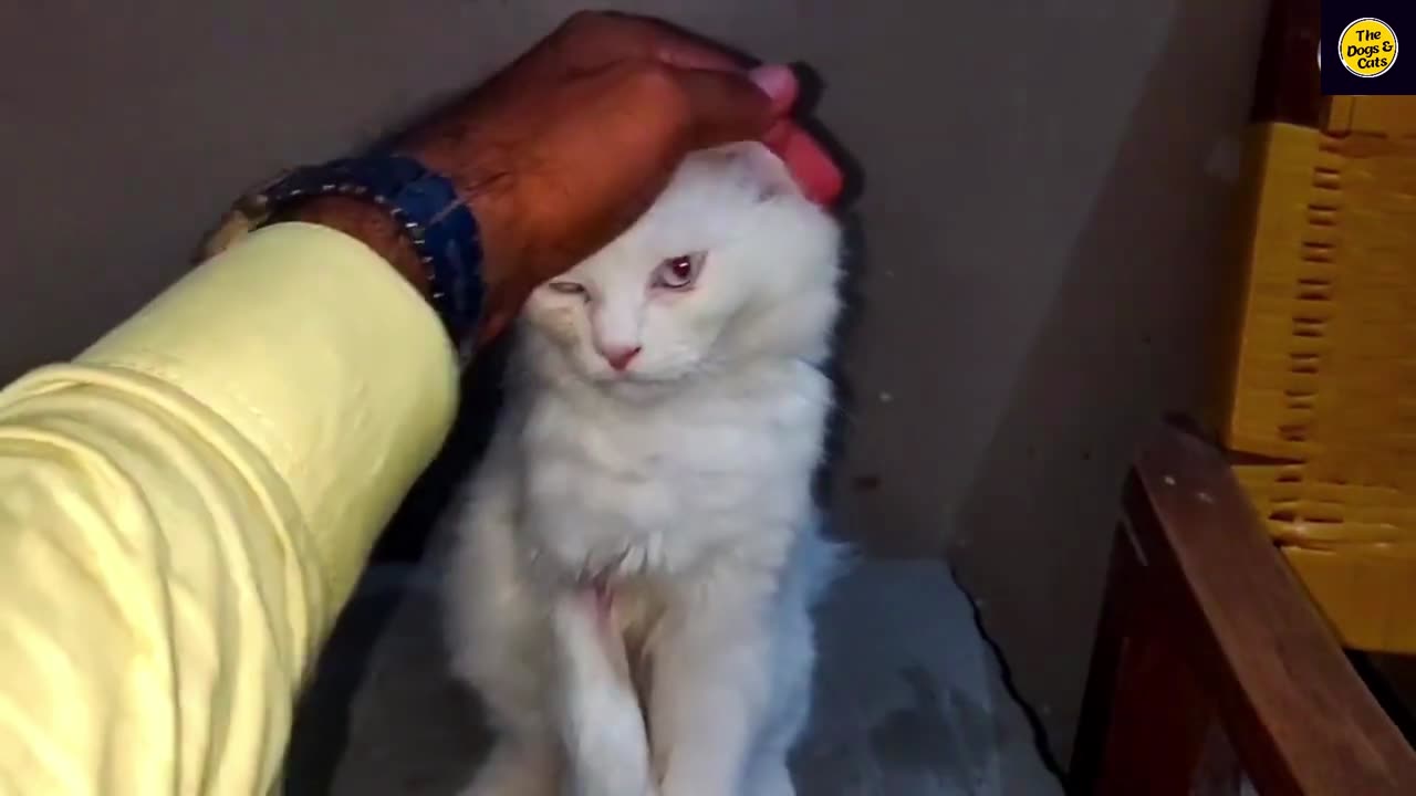 Kitten Cat Video | Funny Cat Video | Love Cat