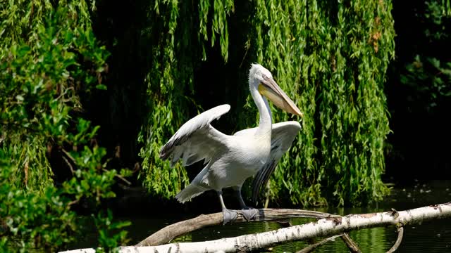 bird-pelican-water-bird-plumage