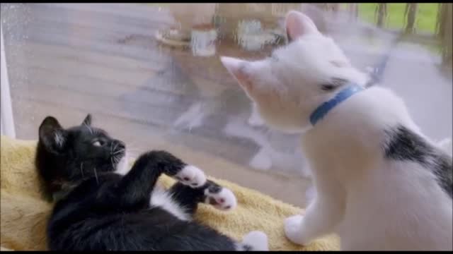 Fantastic! Cats playing in the window.