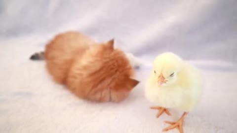 little cat and little chicken