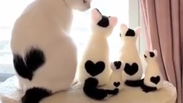 Lovely cute cats Family funny cats video