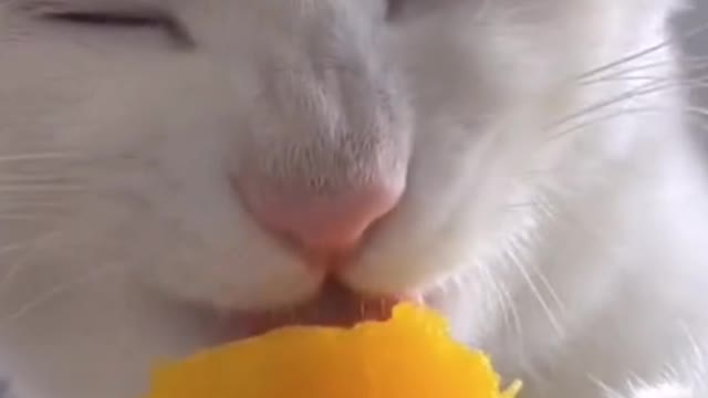 Little cat eat pumpkin ASMR, do you like it?