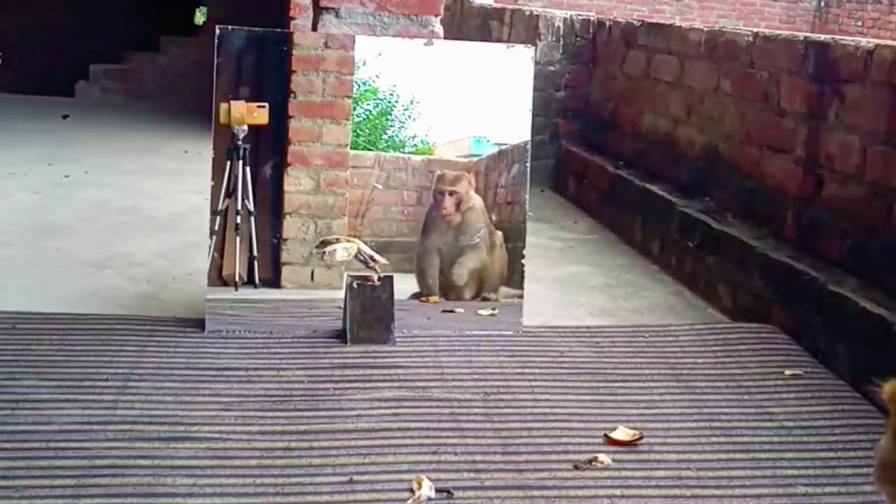 Mirror Vs Monkeys | Mirror Prank on Monkeys Try Not To Laugh..