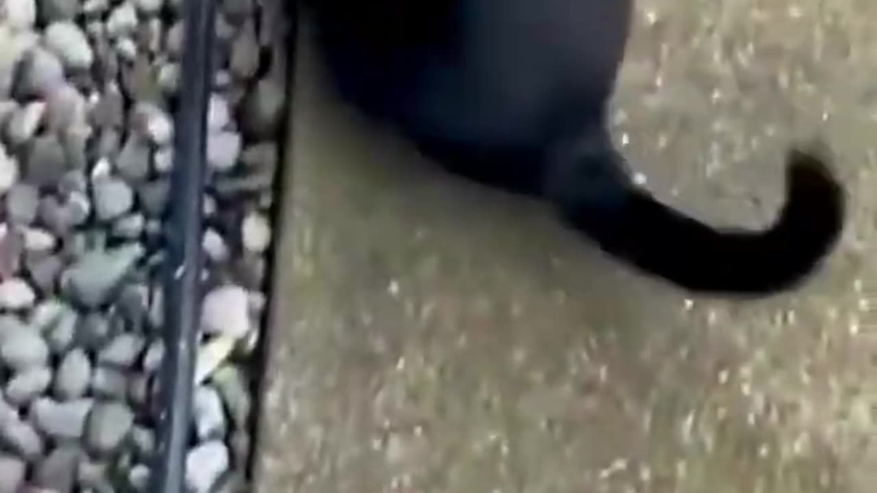 Cat funny