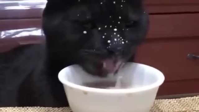 Funny cats video