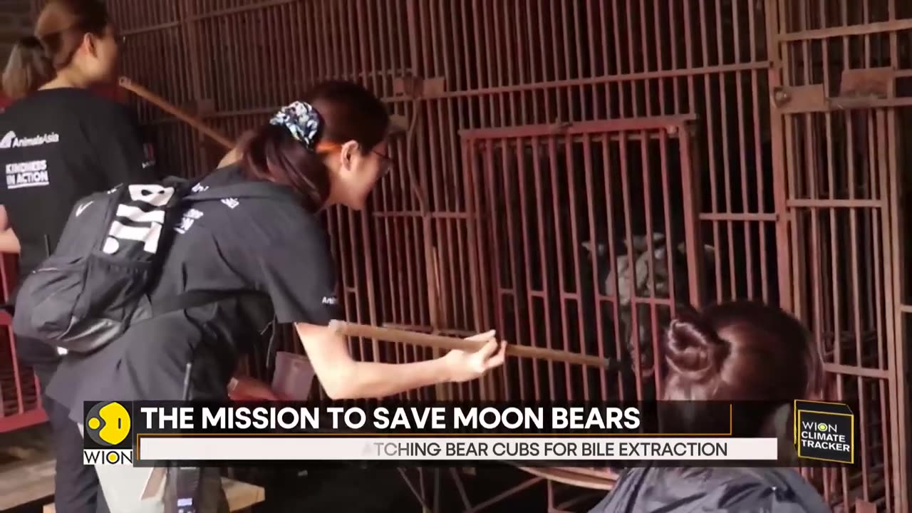 Vietnam_ Mission to save moon bears; five bears rescued from illegal farm _ WION Climate Tracker