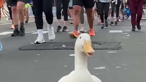 A Duck's Amazing Marathon Journey That Surprised Everyone