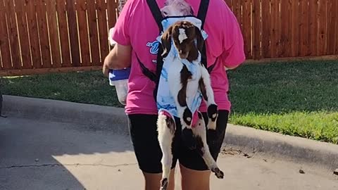 Efficiently Carrying Animals to an Educational Program