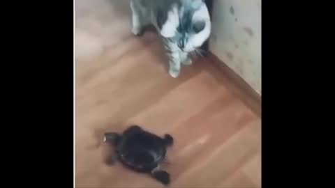 Brave Turtle Steals Food From Cats (Funny)