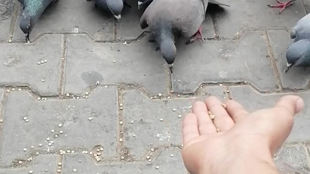 Flying pigeon