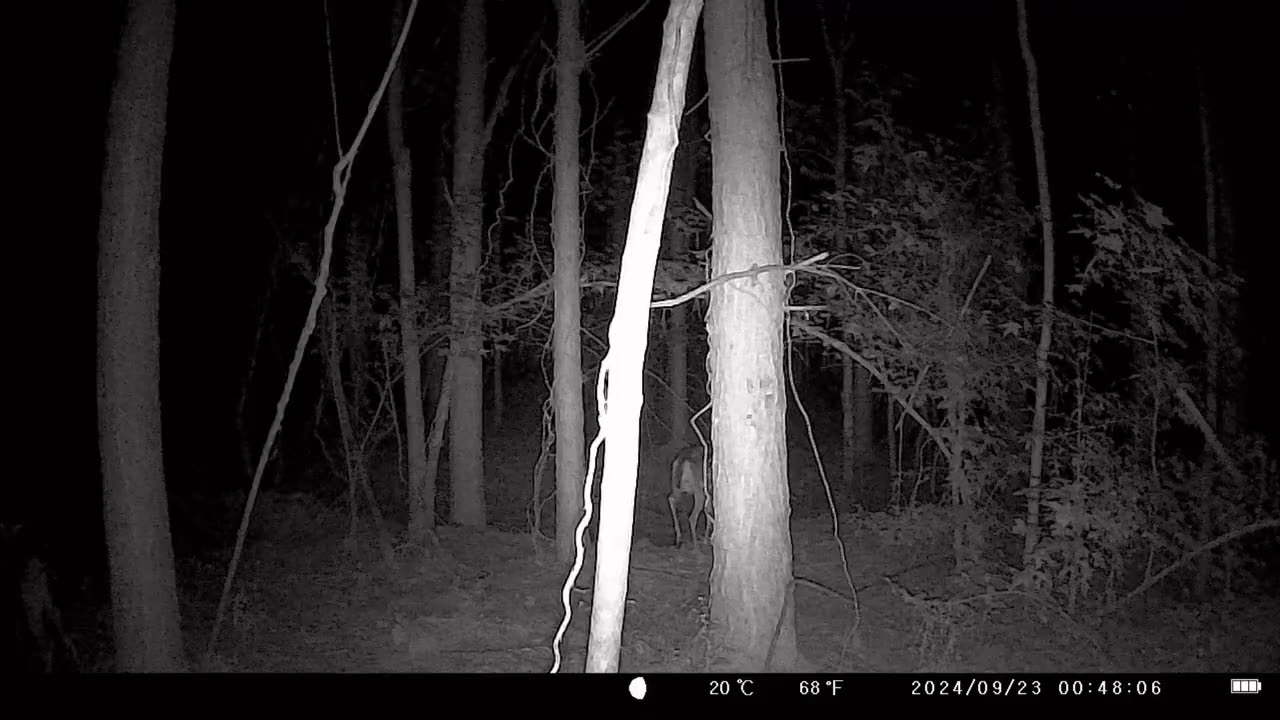 Deer At Night (Trail Cam Footage)