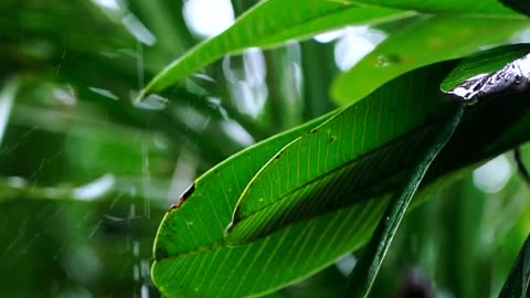 Relaxing rain