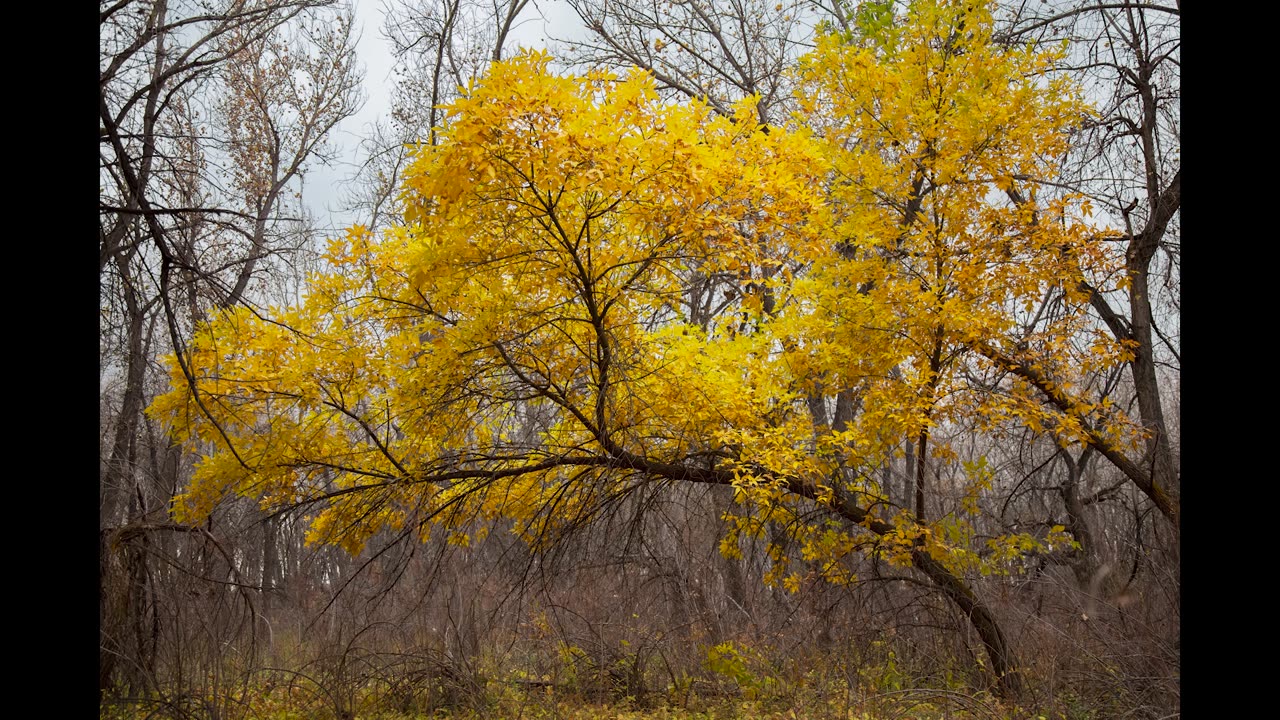Mosaic - Preview video, part VI "The Forest."