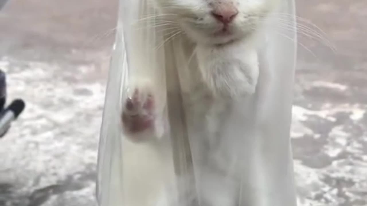 My cat is playing with fish in a bucket..😲😲😲