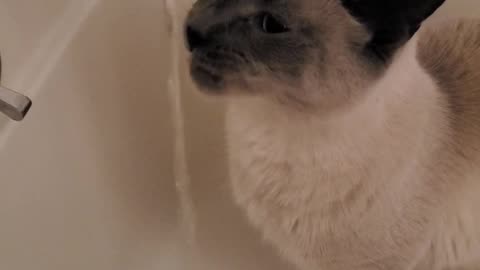 Nikola begs for the tap to be turned on every time i go to the bathroom
