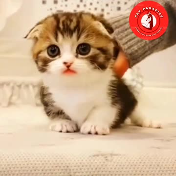 😻😹"Joyful Kitten's Cuteness Overload"😹😻