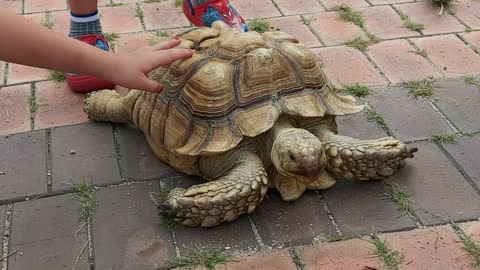 turtle taking a rest