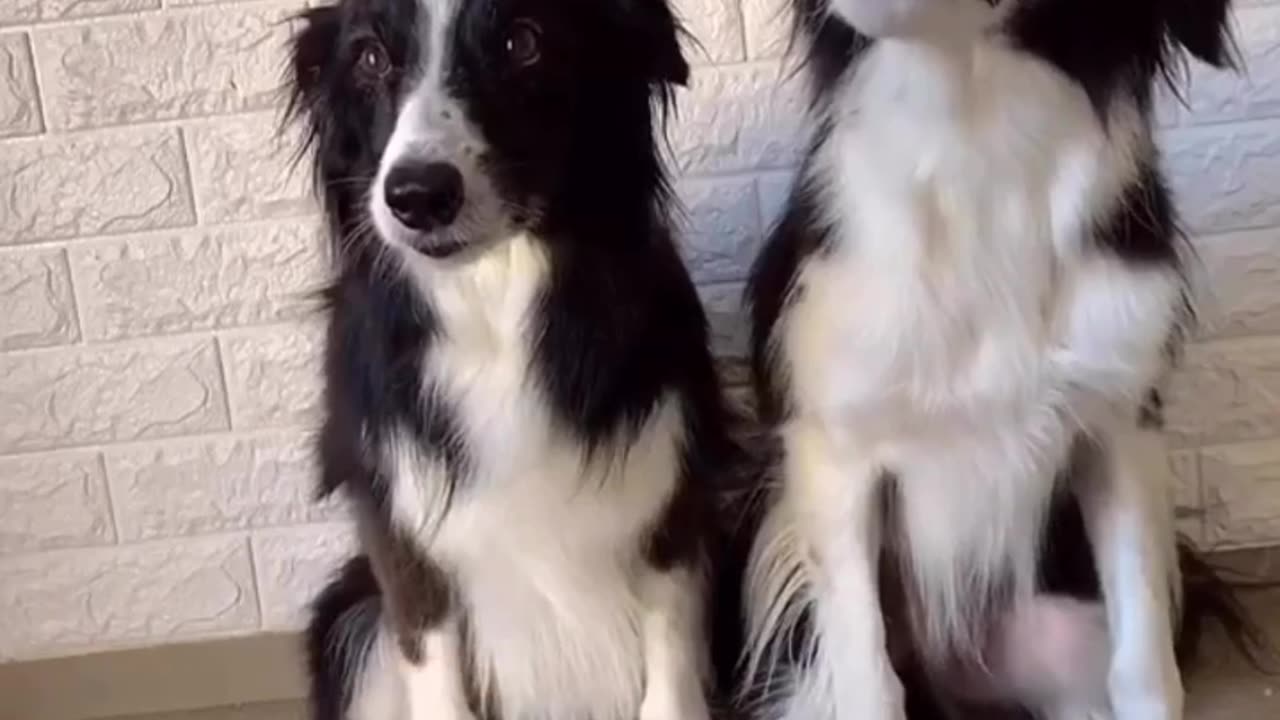 Funny dogs