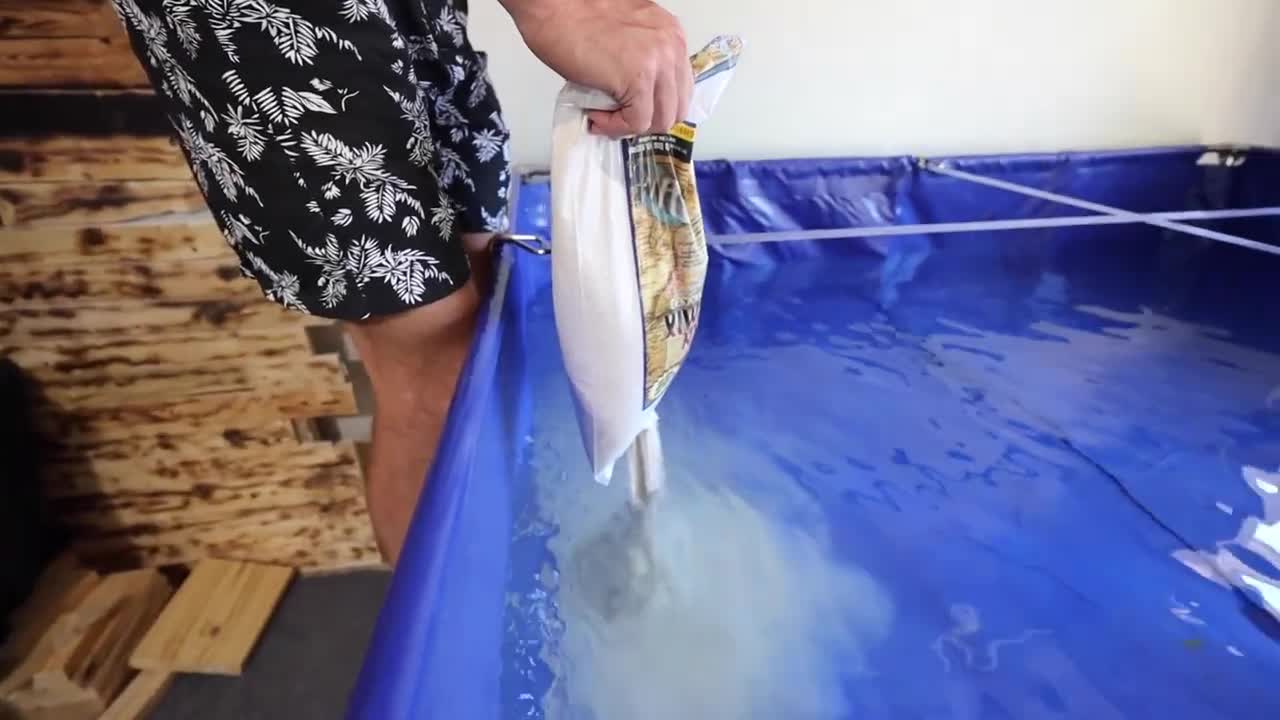 transferring fish to new pool pond